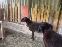 公羊, Sheep — 照片 1