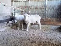 كبش, Baerchuke sheep — الصورة 2