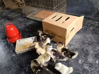 Ducks — फ़ोटो 3