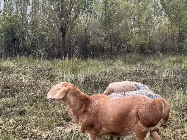 Баран, Арашан — Кыргызстан