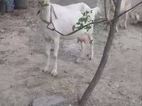 Goat, Goats — photo 4
