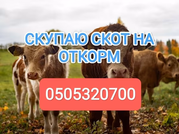 Бык, Коровы — Кыргызстан