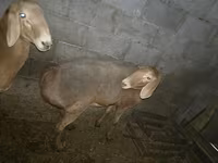 نعجة, Arashan sheep — الصورة 5