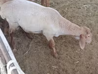 公羊, Sheep — 照片 1