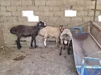 كبش, Arashan sheep — الصورة 5