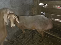 نعجة, Arashan sheep — الصورة 2