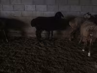 Ram, Sheep — photo 1