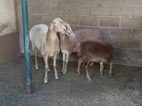نعجة, Arashan sheep — الصورة 2