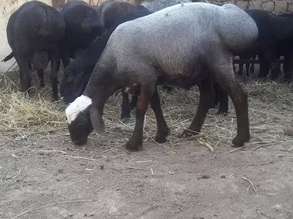 Баран, Бараны