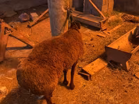 Ram, Hissar sheep — photo 2