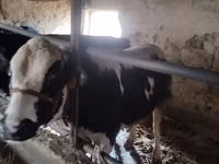 Kuh, Holstein-Rasse — Foto 2