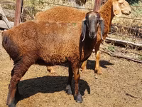 نعجة, Arashan sheep — الصورة 8