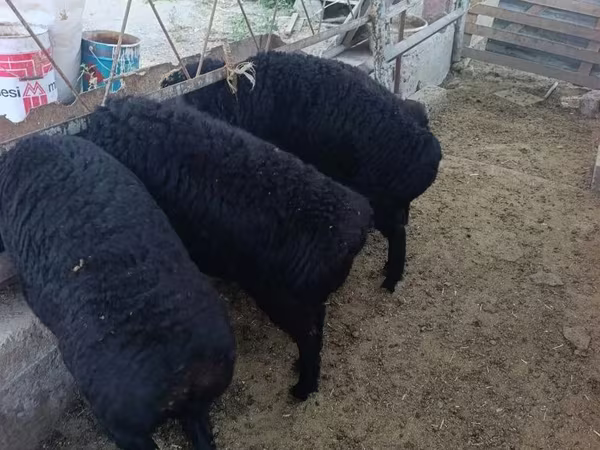 كبش, الأغنام — أوزبكستان