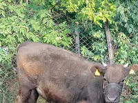 Vaca, Ganado vacuno — foto 4