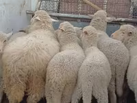 Schaf, Merino sheep — Foto 3