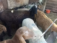 نعجة, Rhon sheep — الصورة 6