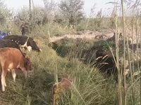 Toro, Raza Holstein — foto 3