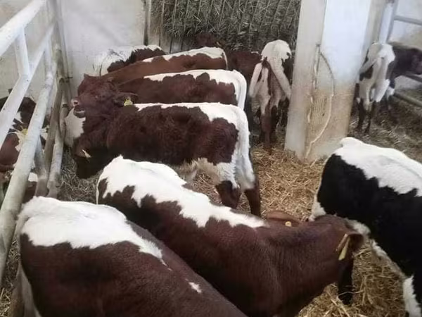 सांड, लिमोज़िन गाय