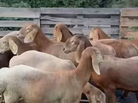 Oveja, Arashan sheep — foto 2