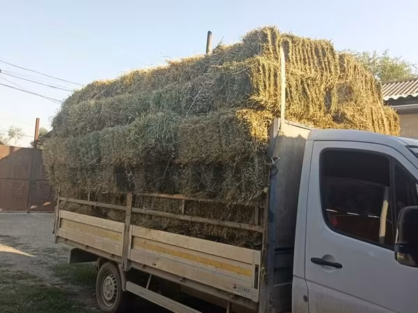 Клевер аралаш доставка есть цена 270с
