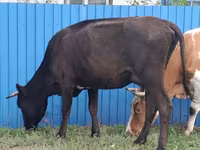 Cow, Cattle — photo 1