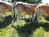 Vaca, Raza de vaca — foto 3
