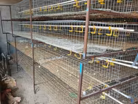 Chickens — foto 2