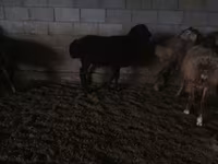 Ram, Sheep — photo 2