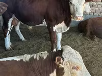 Bulle, Simmental cattle — Foto 5