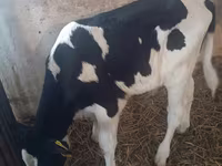Toro, Ganado vacuno — foto 7