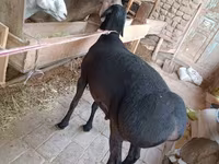 Ram, Sheep — photo 3
