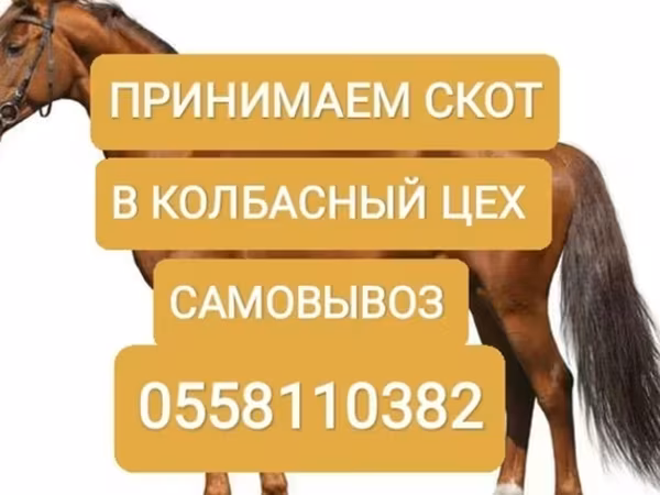 Бык, Коровы