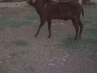 Cabro, Cabras — foto 1