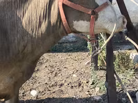 Vaca, Raza Alatau — foto 7