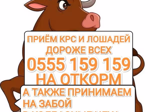 Корова, Коровы — Кыргызстан