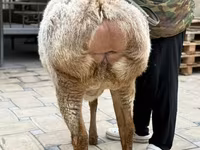 Schaf, Arashan sheep — Foto 3