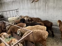 نعجة, الأغنام — الصورة 2