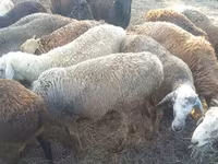 Widder, Romanov sheep — Foto 5