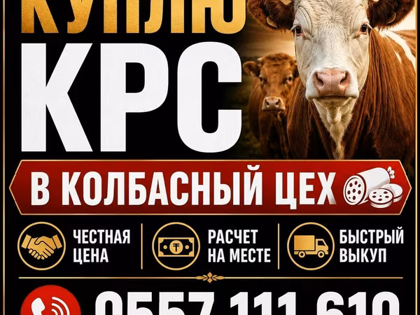 Бык, Коровы — Кыргызстан