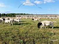 Widder, Dorper sheep — Foto 2