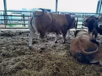 Bulle, Partenaise cattle — Foto 3