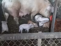 Eber, Schweine — Foto 3