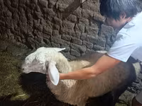 Sheep, Sheep — photo 1