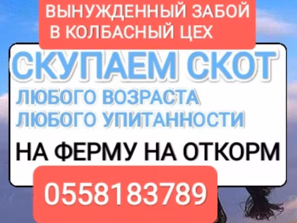 Кобыла, Лошади — Кыргызстан