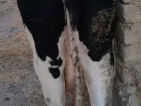 Kuh, Holstein-Rasse — Foto 7