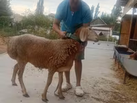 Oveja, Arashan sheep — foto 5