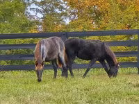 Yegua, Rocky Mountain Horse — foto 6