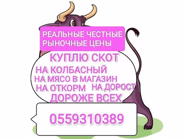 Бык, Коровы — Кыргызстан