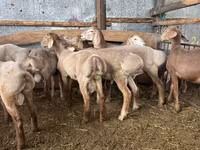 मेढ़ा, Arashan sheep — फ़ोटो 2