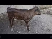 Toro, Swiss cattle — foto 2
